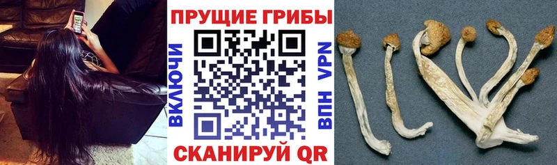 Псилоцибиновые грибы мицелий  что такое   Ялта 
